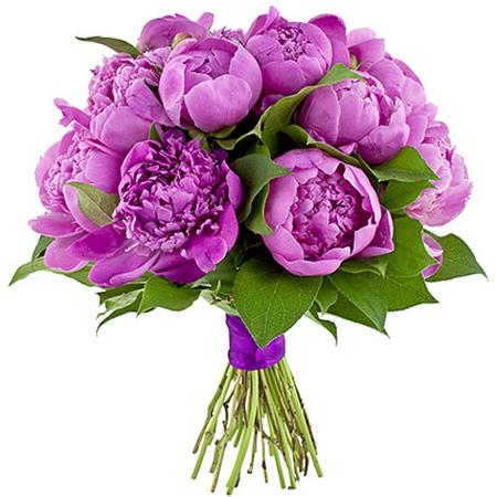Фиолетовые пионы (19 штук)